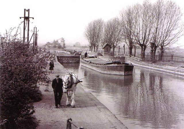 Last drwan horse barge on River Lea 1955
